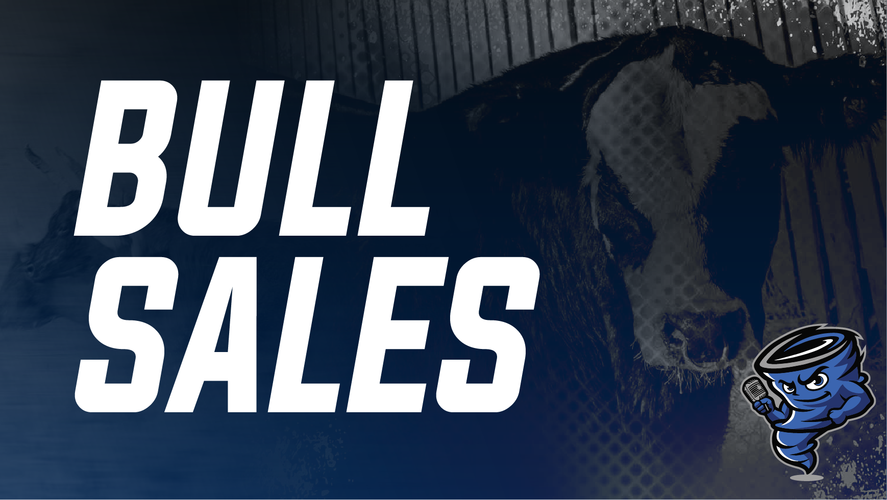 Bull Sales