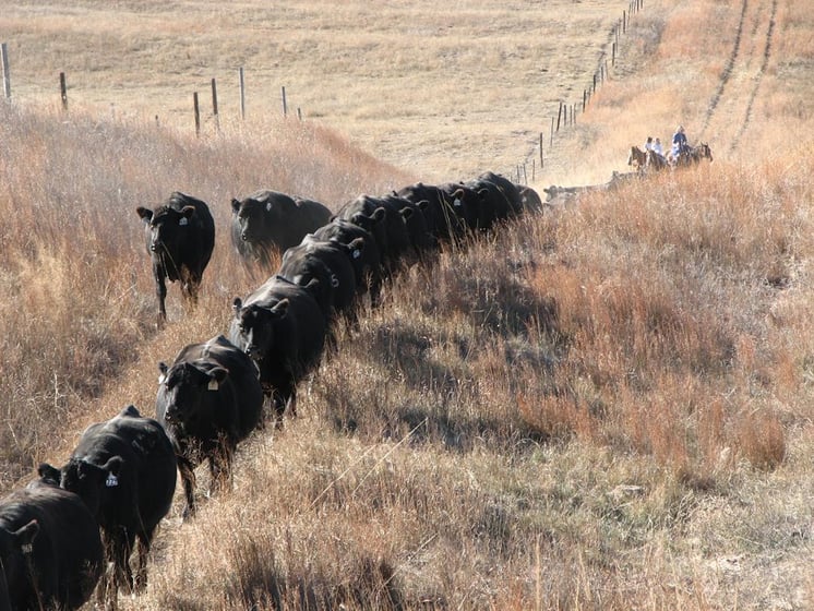 Maureen Childears rides on horseback to bring her cows back from the pasture where the cows graze over the summer.