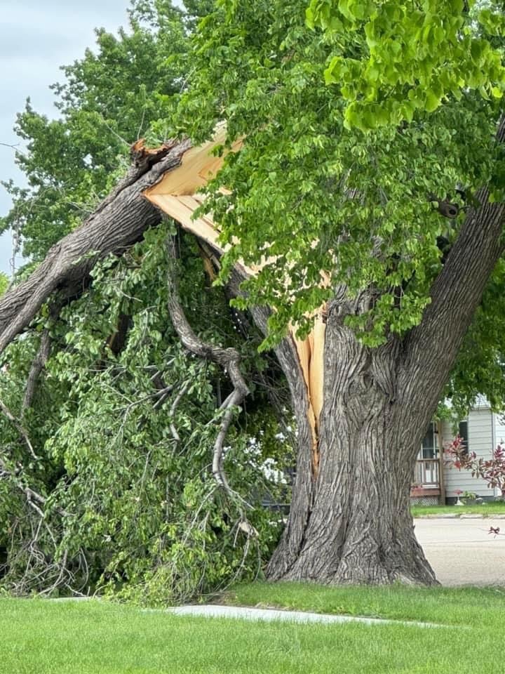 Wind damages tree on Main Street