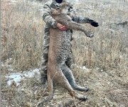 Commissioners to consider 2026 Nebraska mountain lion season