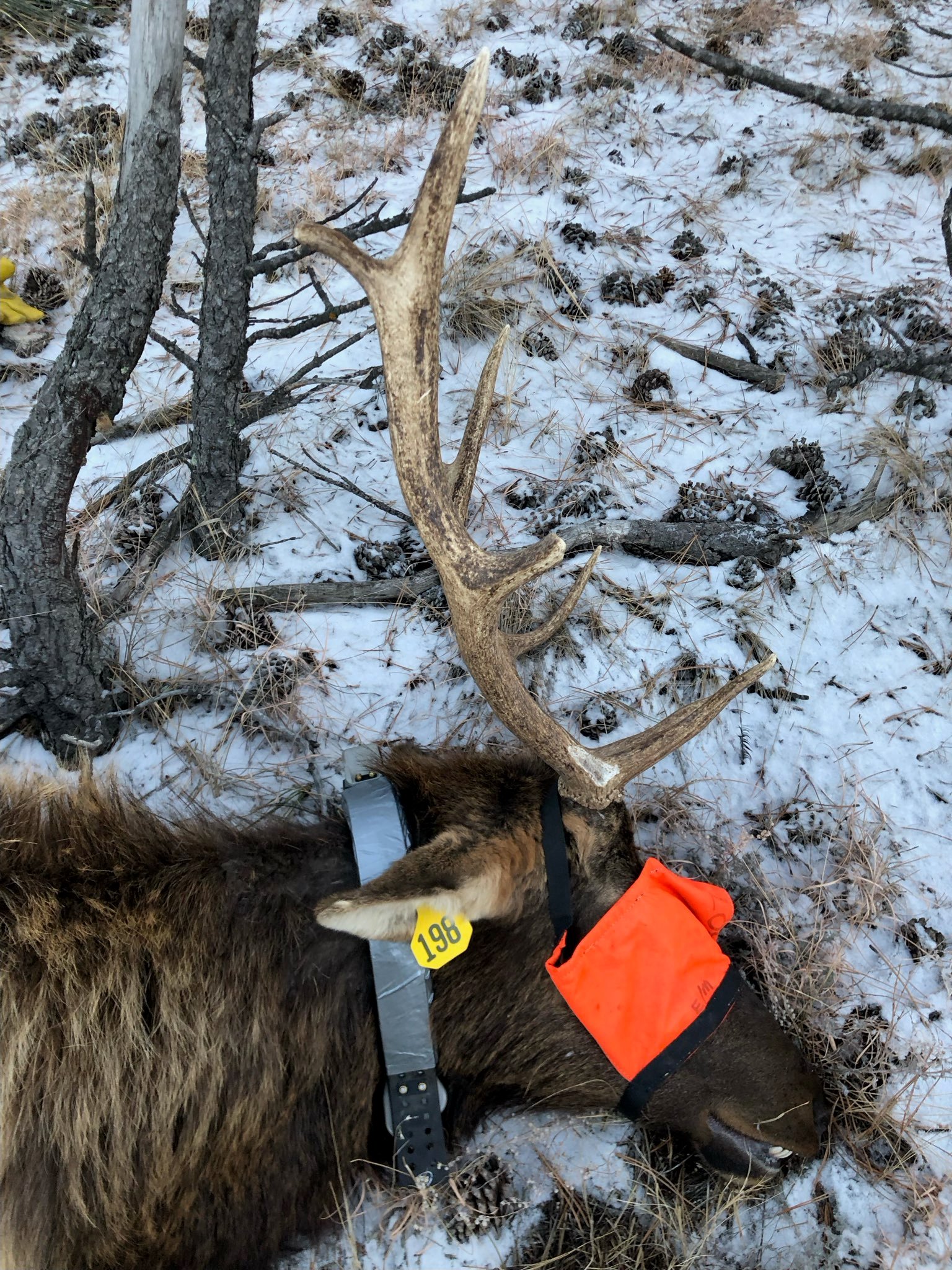 Bull captured south of Broadwater, NE