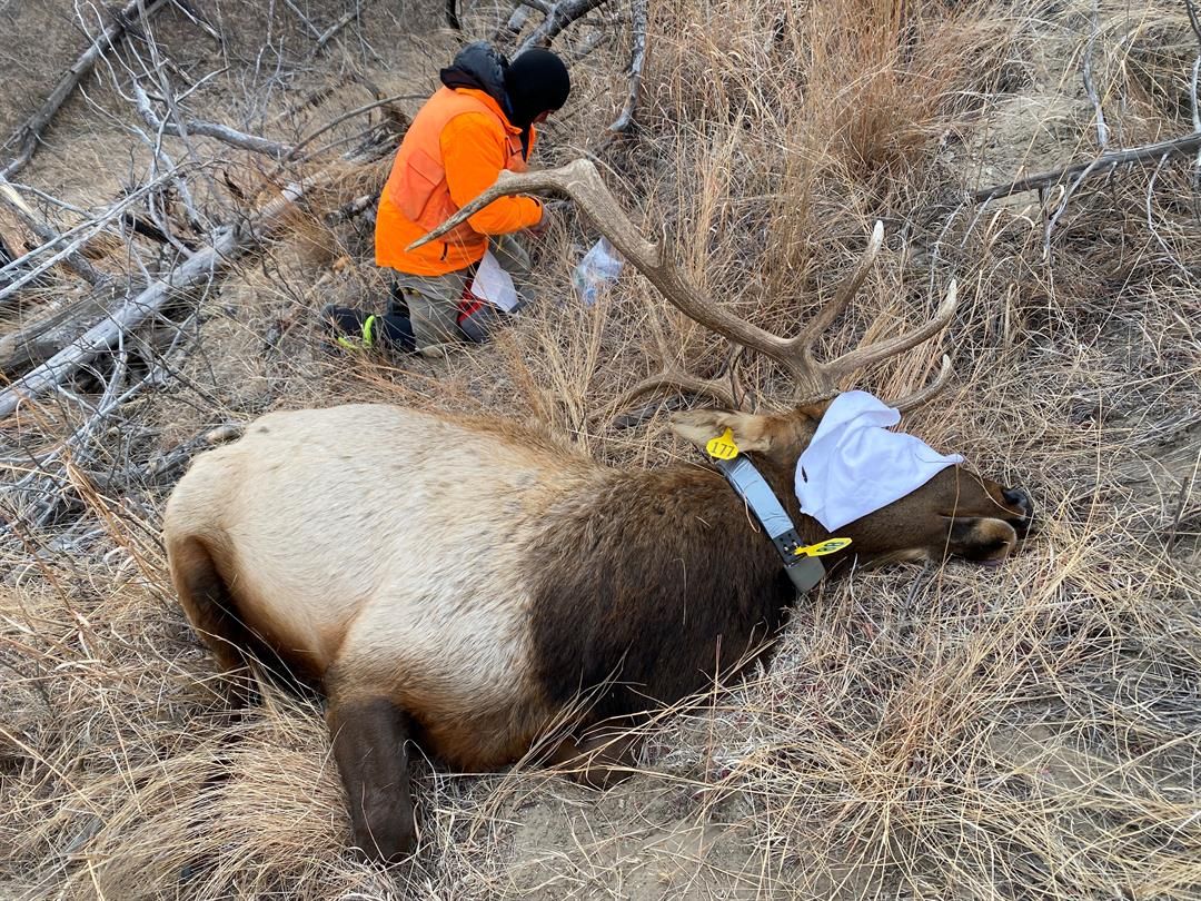 Tracking Nebraska’s elk: Scientists study growing population