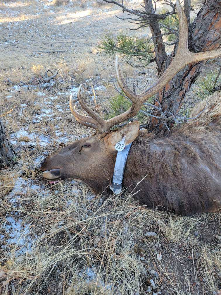 Bull captured south of Broadwater, NE