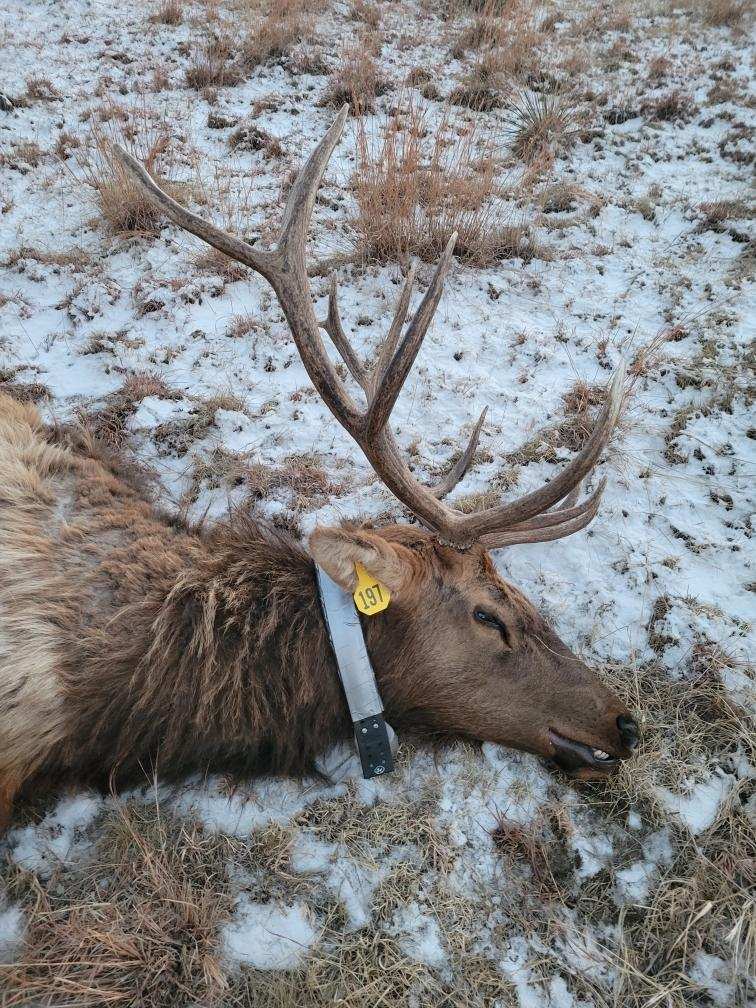 Bull captured south of Broadwater, NE