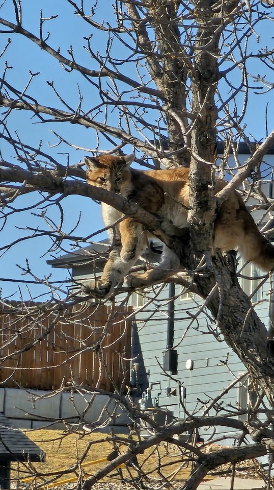 Rapid City firefighters help remove mountain lion from tree