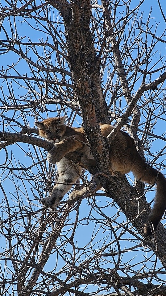 Rapid City firefighters help remove mountain lion from tree